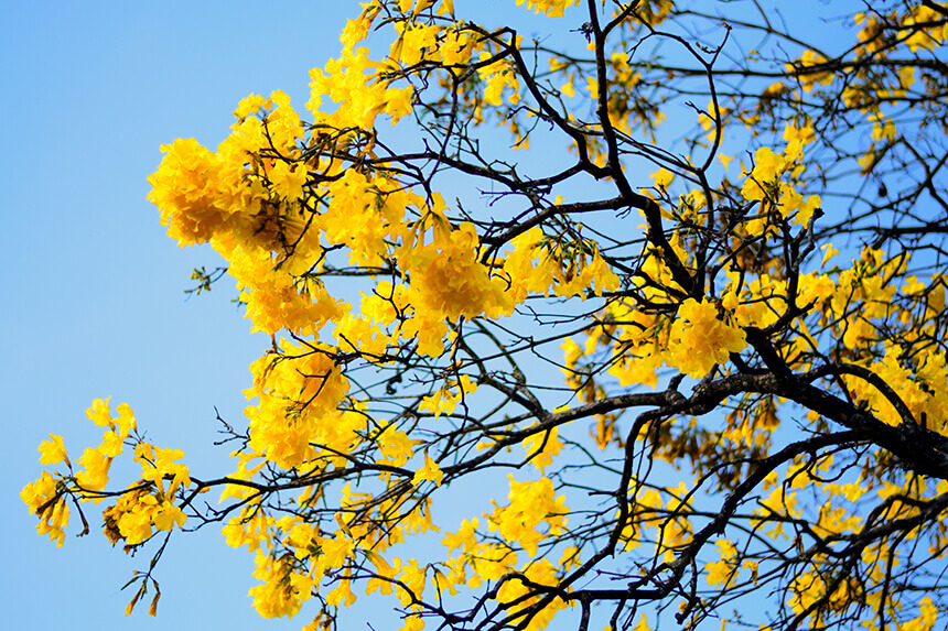 BioParque Brasil | Ipê Amarelo