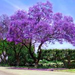 im-jacaranda-1