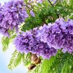 im-jacaranda-4