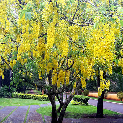 Acácia Amarela