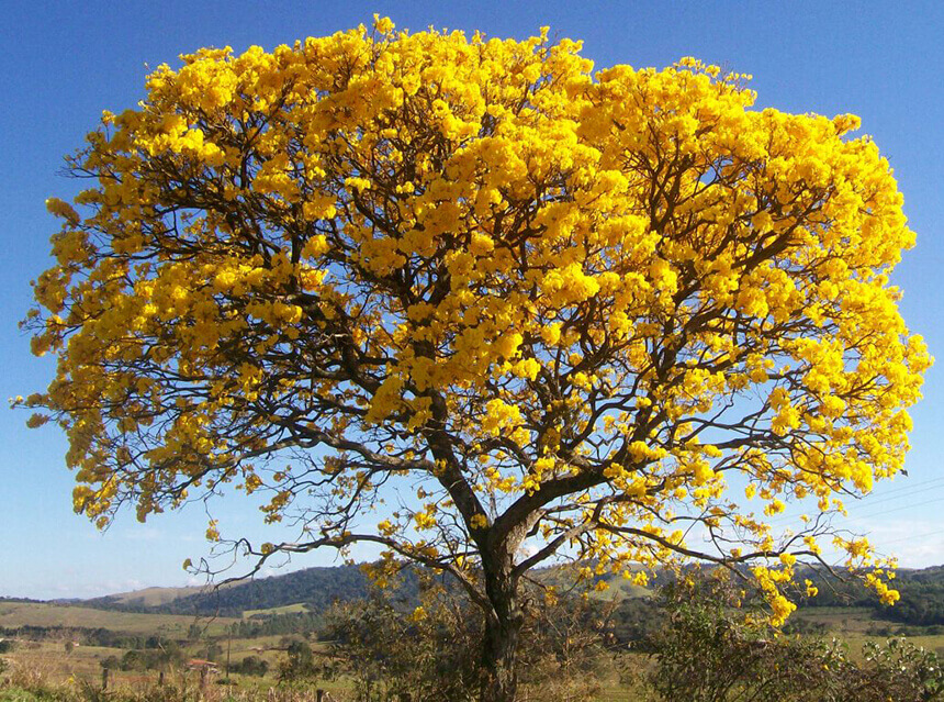 BioParque – ESP | Ipê-Amarelo