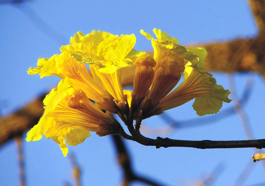 BioParque – ESP | Ipê-Amarelo