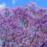 im-jacaranda-2