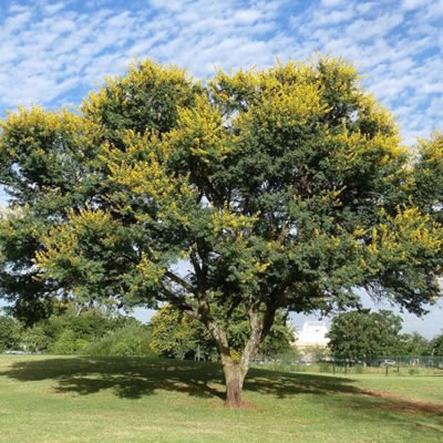 Acácia Amarela