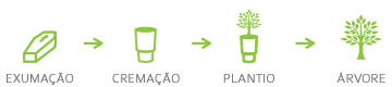 Exumação → Cremação → Plantio → Árvore