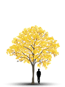 Ipê Amarelo