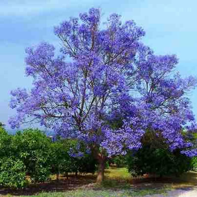 Jacarandá Mimoso