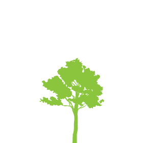Jacarandá - Arbusto