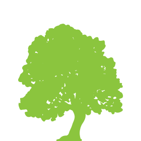 Jacarandá - Árvore