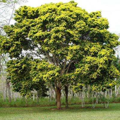 Pau Brasil