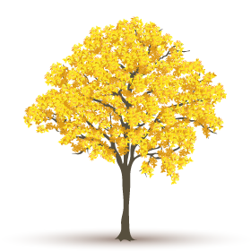 Ipê-Amarelo - Etapa 4 - Árvore