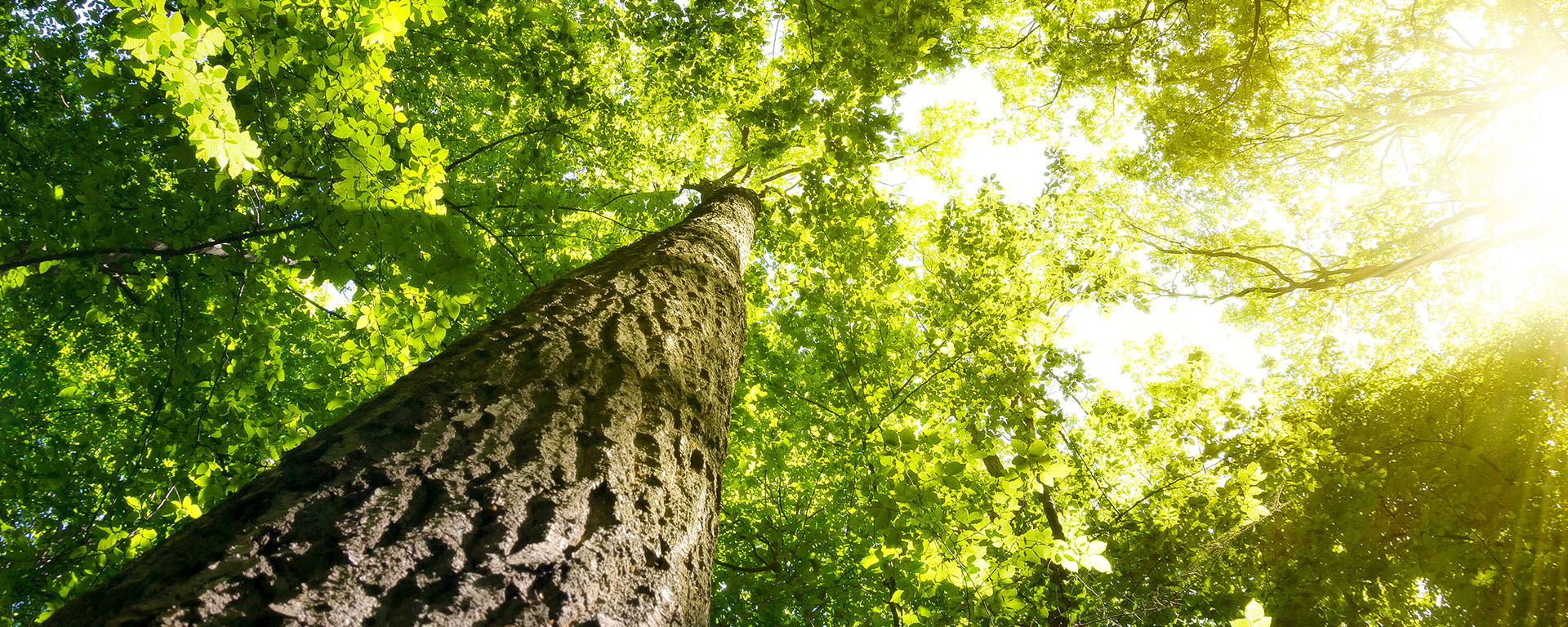Mais de 30 mil novas árvoresnativas plantadas