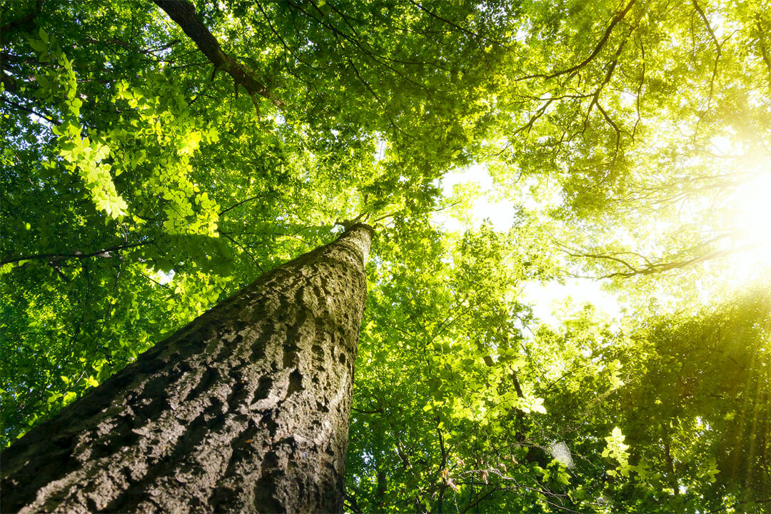 A CONTRIBUIÇÃO SOCIOCULTURAL E AMBIENTAL DO BIOPARQUE