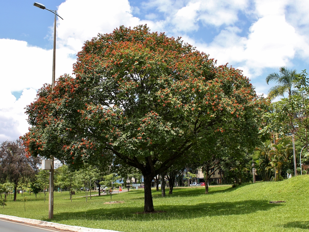 SOBRE CEMITÉRIOS, PARQUES E ÁRVORES