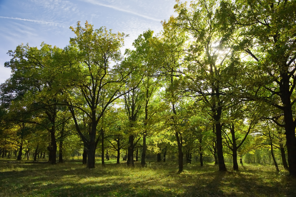 TRANSFORMAR CEMITÉRIOS EM BOSQUES: UMA NOVA TENDÊNCIA NO BRASIL E NO MUNDO